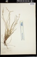 Thumbnail for <i>Carex albicans</i> <i></i> …