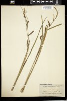 Thumbnail for <i>Carex aquatilis</i> <i></i> …