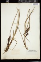 Thumbnail for <i>Carex aquatilis</i> <i></i> …