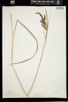 Thumbnail for <i>Carex barbarae</i> <i></i> …