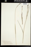 Thumbnail for <i>Carex californica</i> <i></i> …