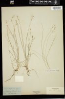 Thumbnail for <i>Carex disperma</i> <i></i> …