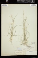 Thumbnail for <i>Carex disperma</i> <i></i> …