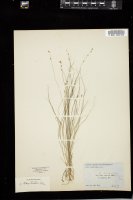 Thumbnail for <i>Carex disperma</i> <i></i> …