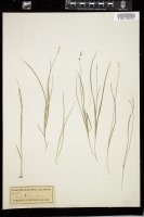 Thumbnail for <i>Carex disperma</i> <i></i> …