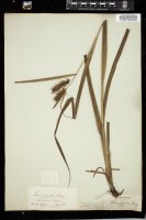 Thumbnail for <i>Carex gigantea</i> <i></i> …