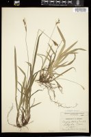 Thumbnail for <i>Carex hirtifolia</i> <i></i> …