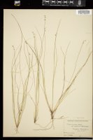 Thumbnail for <i>Carex interior</i> <i></i> …