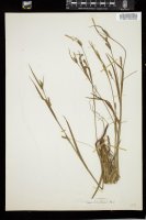 Thumbnail for <i>Carex laxiflora</i> <i></i> …