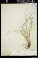Thumbnail for <i>Carex jamesii</i> <i></i> …