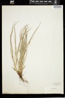 Thumbnail for <i>Carex jamesii</i> <i></i> …