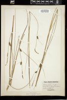 Thumbnail for <i>Carex lasiocarpa</i> <i></i> …