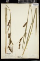 Thumbnail for <i>Carex lacustris</i> <i></i> …
