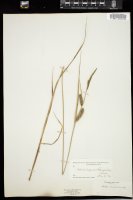 Thumbnail for <i>Carex lasiocarpa</i> <i></i> …
