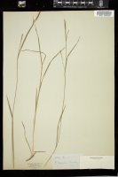 Thumbnail for <i>Carex laxiflora</i> <i></i> …