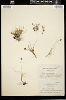 Thumbnail for <i>Carex maritima</i> <i></i> …