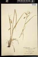 Thumbnail for <i>Carex maritima</i> <i></i> …