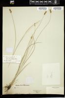 Thumbnail for <i>Carex muricata</i> <i></i> …
