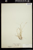 Thumbnail for <i>Carex novae-angliae</i> <i></i> …