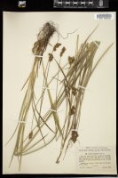 Thumbnail for <i>Carex oronensis</i> <i></i> …