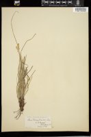 Thumbnail for <i>Carex pensylvanica</i> <i></i> …