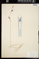 Thumbnail for <i>Carex panicea</i> <i></i> …