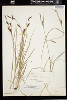 Thumbnail for <i>Carex panicea</i> <i></i> …