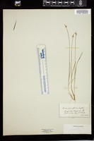 Thumbnail for <i>Carex pauciflora</i> <i></i> …