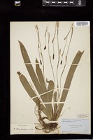 Thumbnail for <i>Carex plantaginea</i> <i></i> …