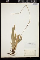 Thumbnail for <i>Carex plantaginea</i> <i></i> …
