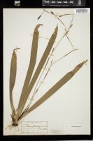 Thumbnail for <i>Carex plantaginea</i> <i></i> …