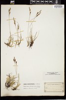 Thumbnail for <i>Carex richardsonii</i> <i></i> …