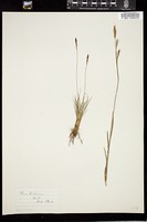 Thumbnail for <i>Carex richardsonii</i> <i></i> …