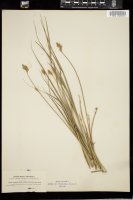 Thumbnail for <i>Carex scoparia</i> <i></i> …