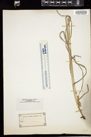 Thumbnail for <i>Carex sparganioides</i> <i></i> …