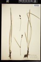 Thumbnail for <i>Carex spectabilis</i> <i></i> …