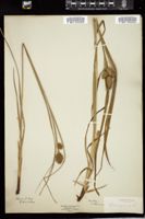Thumbnail for <i>Carex squarrosa</i> <i></i> …