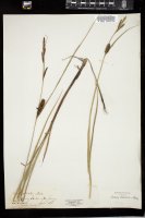 Thumbnail for <i>Carex striata</i> <i></i> …