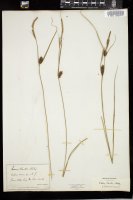 Thumbnail for <i>Carex striata</i> <i></i> …