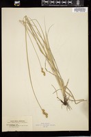 Thumbnail for <i>Carex tribuloides</i> <i></i> …