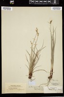 Thumbnail for <i>Carex torreyi</i> <i></i> …