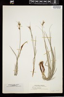 Thumbnail for <i>Carex torreyi</i> <i></i> …
