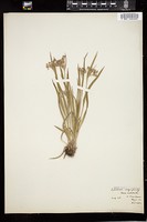 Thumbnail for <i>Carex umbellata</i> <i></i> …