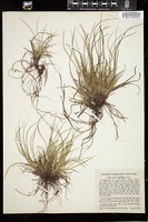 Thumbnail for <i>Carex umbellata</i> <i></i> …