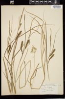 Thumbnail for <i>Carex utriculata</i> <i></i> …