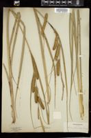 Thumbnail for <i>Carex utriculata</i> <i></i> …
