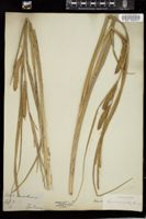 Thumbnail for <i>Carex utriculata</i> <i></i> …