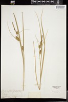 Thumbnail for <i>Carex utriculata</i> <i></i> …