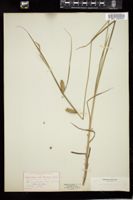 Thumbnail for <i>Carex vesicaria</i> <i></i> …