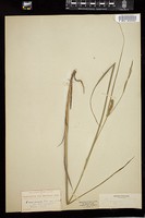 Thumbnail for <i>Carex vesicaria</i> <i></i> …
